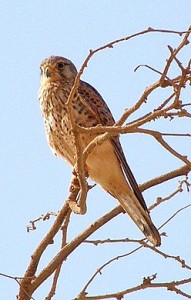 Bird watching and birdwatching tours in Cape Verde Cabo Verde