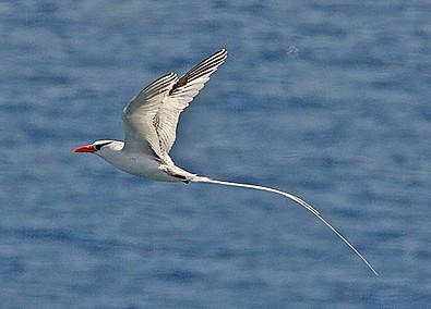 Bird watching and birdwatching tours in Cape Verde Cabo Verde